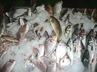 Dondurulmuş Balık Nasıl Pişirilir? Dondurulmuş Balık Nasıl Pişirilir?